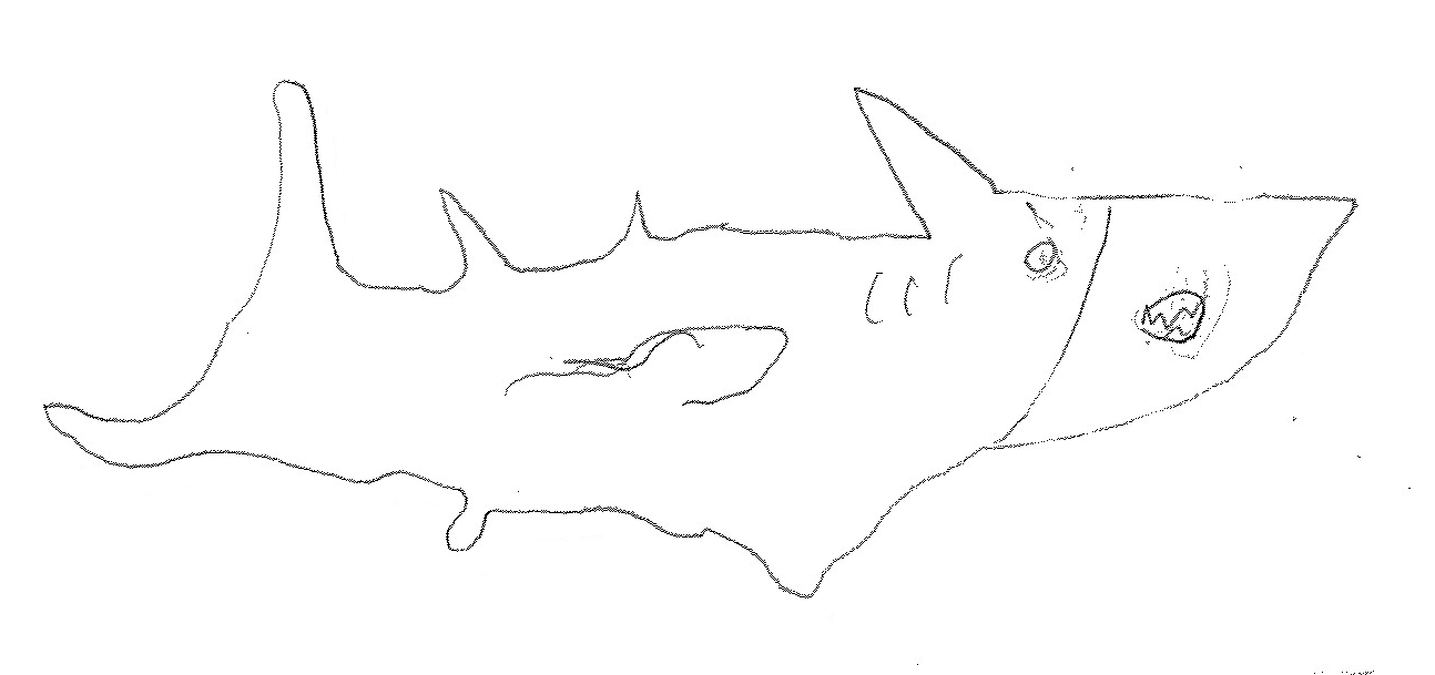 shark transparent 1